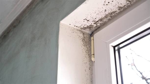 Professional Mold Remediation in Village Of Four Seasons, MO