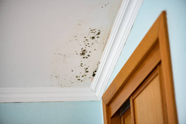 Best Attic Mold Remediation in Village Of Four Seasons, MO